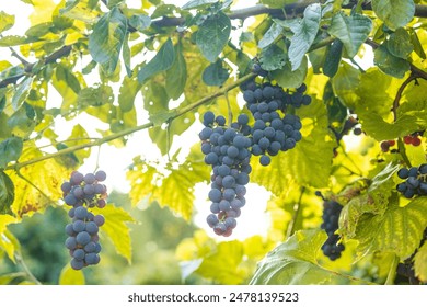 Large bunches of red wine grapes hang from an old vine in warm afternoon light. Vineyard in the Marche region, Italy. Autumn harvest. High quality photo - Powered by Shutterstock