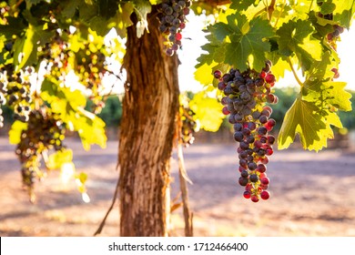 Large Bunches Of Ripe Red Wine Grapes Hang From Old Vines In The Riverland Wine Region In South Australia