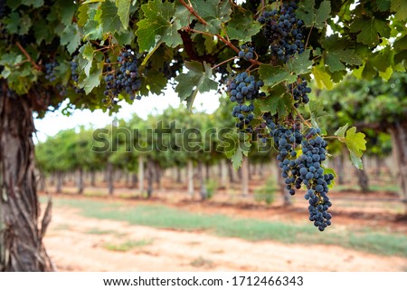 Large bunches of ripe red wine grapes hang from old vines in the Riverland wine region in South Australia