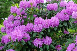 A Large Bush Blooming Rhododendron In The Botanical Garden. Many Pink Flowers Rhododendron, Beautiful Background.