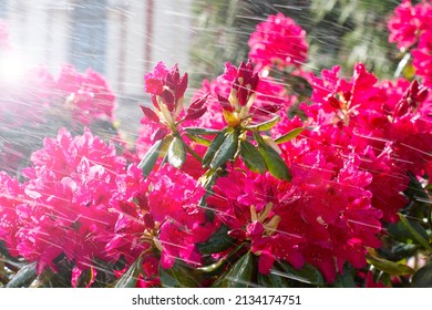 Large Bush Blooming Rhododendron In The Botanical Garden. Many Purple Pink Flowers Under The Drops Of Watering, Rain. Rhododendron, Beautiful Background. 