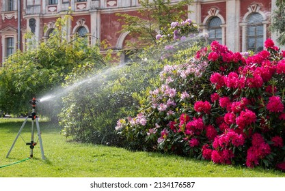 Large Bush Blooming Rhododendron In The Botanical Garden. Many Purple Pink Flowers Under The Drops Of Watering, Rain. Rhododendron, Beautiful Background. Watering The Bush 