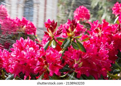 Large Bush Blooming Rhododendron In The Botanical Garden. Many Purple Pink Flowers Under The Drops Of Watering, Rain. Rhododendron, Beautiful Background. 