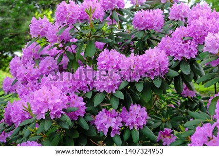 A large bush blooming Rhododendron in the botanical garden. Many pink flowers Rhododendron, beautiful background.