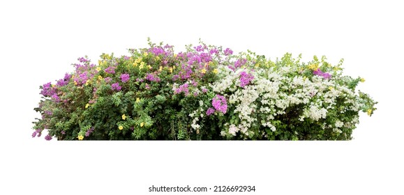 Large Bush Flower Spreading Shrub Of Purple, Yellow, White, Bougainvillea Tropical Flower Vine Landscape.