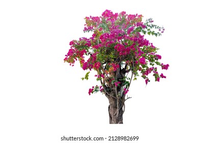 Large Bush Flower Spreading Shrub Of Pink Bougainvillea Tropical Flower Vine Landscape Plant Isolated On White Background With Copy Space And Clipping Path.