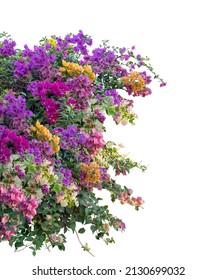 Large Bush Flower Spreading Shrub Of Pink, Yellow, Red, Purple, And White Bougainvillea Tropical Flower Vine Landscape Plant Isolated On White Background With Copy Space And Clipping Path.