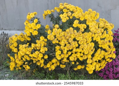 A large bush of yellow chrysanthemums in full bloom, on the right side there is an old concrete wall. - Powered by Shutterstock