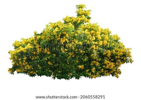Large bush yellow flower on isolated white background with copy space and clipping path. Bouquet fresh bunch blooming yellow flower. 