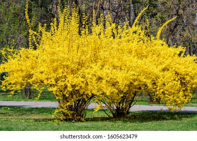 Large bush of yellow flowers of Forsythia plant also known as Easter tree,  in a garden in a sunny spring day, floral background