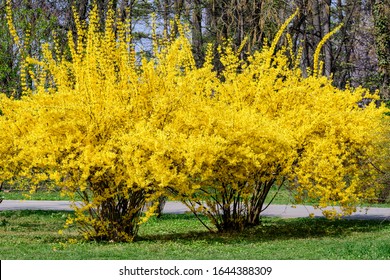 Large bush of yellow flowers of Forsythia plant also known as Easter tree,  in a garden in a sunny spring day, floral background
