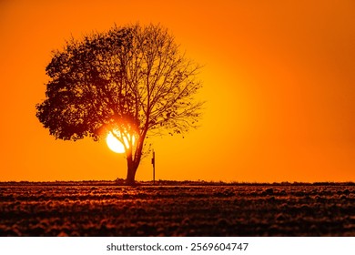 a large, bushy tree that is leafless in autumn. The sun rises behind the tree. The tree is in the area of South Bohemia near the town of Bechyně.