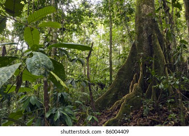 Large Buttressed Tree Primary Rainforest Ecuador Stock Photo 86004409 ...