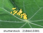 Large or cabbage white butterfly, Pieris brassicae, eggs laid on the  nastutium leaf in unusual individual pattern.