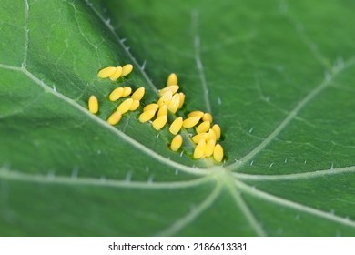 Large or cabbage white butterfly, Pieris brassicae, eggs laid on the  nastutium leaf in unusual individual pattern. - Shutterstock ID 2186613381