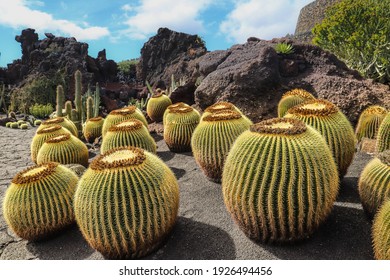 Large Cactus Garden In Lanzarote