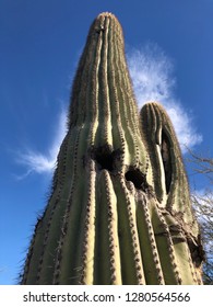 Large Cactus In Gilbert, AZ