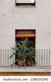 A Large Cactus Plant In A Pot Standing Alongside Another Succulent On A Small Window Sill Outside The Window Of A Small Apartment Building In The Center Of Valencia, Spain. 