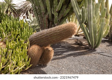 Large cactus with two smaller cactus at the base slightly phalic looking