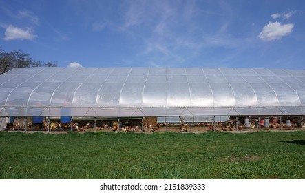 Large Cage Free Chicken Barn In Farm