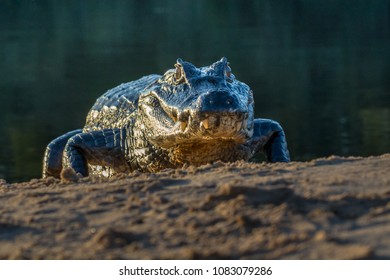A large caiman, Caiman latirostris, walks down the beach to enter the Cuiaba River.	 - Shutterstock ID 1083079286