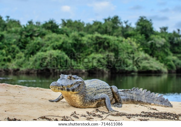 A large caiman, Caiman latirostris, walks\
down the beach to enter the Cuiaba\
River.
