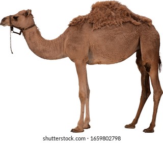 Large Camel On A White Background