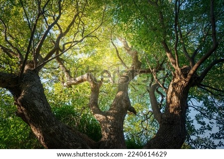 Similar – Image, Stock Photo A giant tree Tree Large