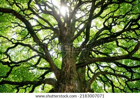 Large camphor tree and environment.