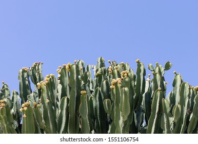 Large Candelabra Tree Euphorbia Candelabrum Cactus Stock Photo 