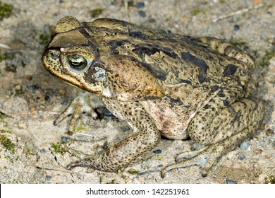 A Large Cane Toad (Bufo Marinus), Ecuador