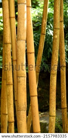 Large canes of Golden Chinese timber bamboo.