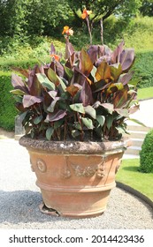 Large 'Canna Tropicana Black' plant in a regency plant pot. 'Canna Tropicana Black' in an English garden.