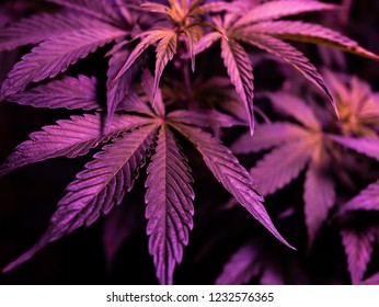 Large Cannabis Leaf Being Grown For Medical Marijuana Patient