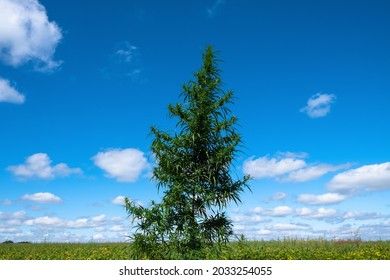 Large Cannabis Plant I Field Against Blue Sky, Summer Marijuana Tree.