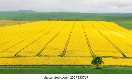 A large Canola field with a lone tree in Tuscany, Italy - Powered by Shutterstock