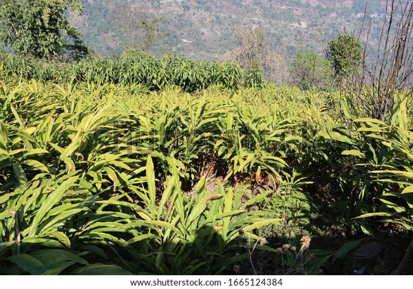 Large Cardamom Amomum Subulatum Plants Sikkim Stock Photo Edit Now Large Cardamom Amomum Subulatum Plants 600w 1665124384