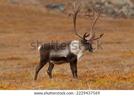 Large caribou stands at attention while eating.