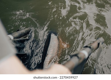 Large carp fish being released back into the lake water after being caught. Carp fishing and angling catch and release sport fish