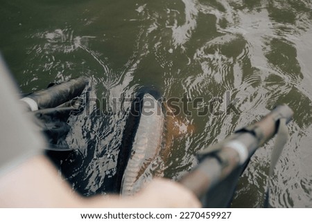 Large carp fish being released back into the lake water after being caught. Carp fishing and angling catch and release sport fish