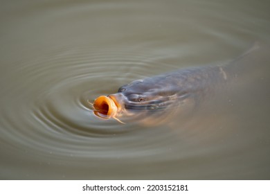 A large carp in a lake with its mouth sticking out of the water.