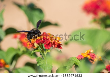 Similar – Foto Bild Biene sammelt Pollen an einer Kleeblüte