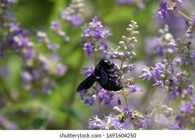        Large carpenter bee (Xylocopa, Xylocopa)                       