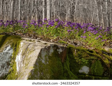 A large carpet of purple phacelia, Phacelia bipinnatifida, covers a moss-covered rock in Shakerage Hollow, Sewanee, Tennessee. In the background is a forest of bare trees. Early spring, late winter. - Powered by Shutterstock