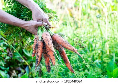 Large carrots in the farmer's hand, the concept of a good harvest