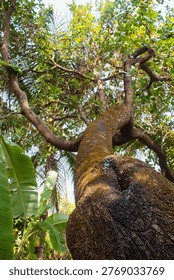Large Cashew Tree Trunk with Branches in Outdoor Natural