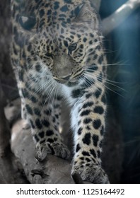 Large cat called the amur leopard stalking its prey 