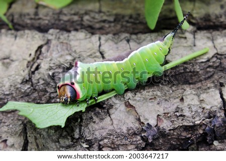 Large caterpillar of European puss moth (Cerura Vinula) or springtail close up in natural light