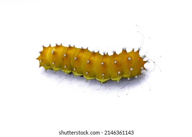 Large caterpillar isolated on a white background - Powered by Shutterstock