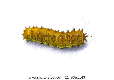 Large caterpillar isolated on a white background